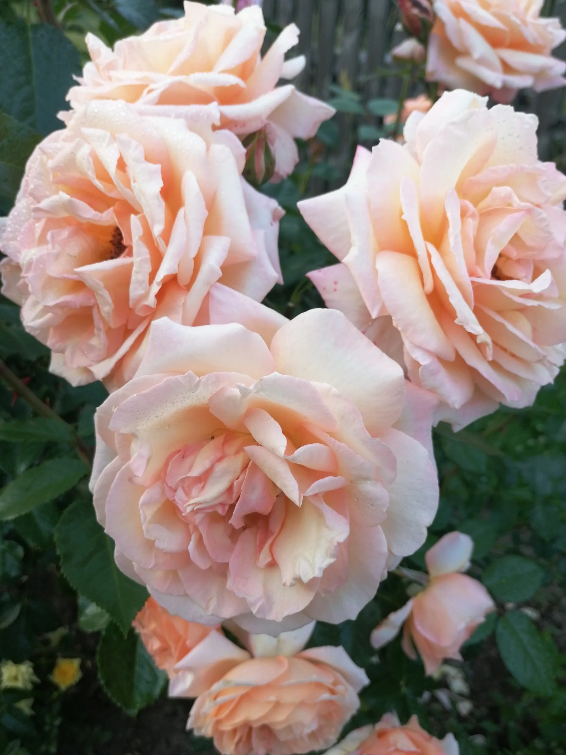 барок роза фото