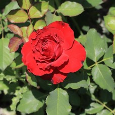 Роза чайно-гибридная Lovely Red (Лавли Ред)