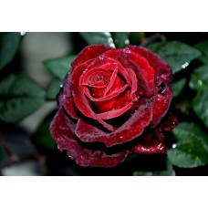 Роза чайно-гибридная Norita (Норита)