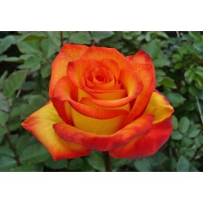 Роза чайно-гибридная Золотая Магия