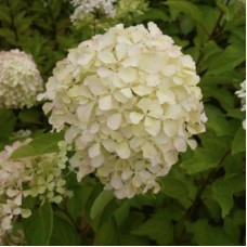 Гортензия метельчатая Жемчужина фестиваля