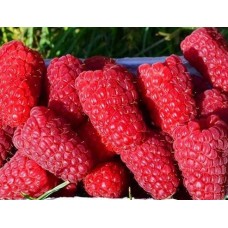 Малина Гигант Московский С5