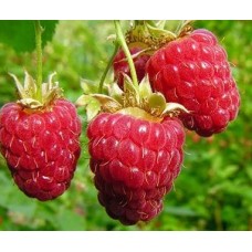 Малина Гусар С5