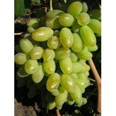 Виноград Элегант МИТЮРЯЕВ