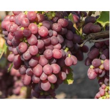 Виноград Минский розовый очень ранний Садовита