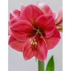 Амариллис простой Геркулес/К