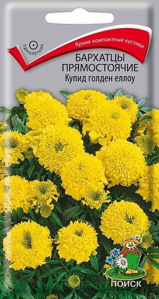 Бархатцы прямостоячие (Тагетес прямостоячий) Купид голден еллоу ( ЦВ) (