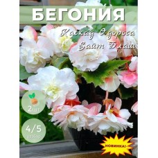 Бегония Каскад одороса Вайт Блаш 4-5/К 2шт