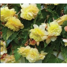 Бегония Одората Санни Дрим 5/6 Эконом 1шт