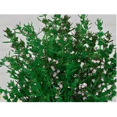 Чабер Цитрон Аэлита