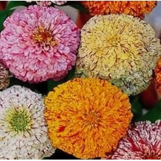 Циния Карнавал Аэлита Ц