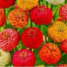 Цинния Дюймовочка, смесь окрасок 0.3г