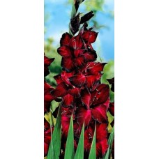 Гладиолус Блэк Джек 10/12 Эконом 5шт