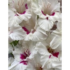 Гладиолус Цера Корсаж 10/12 Эконом 5шт