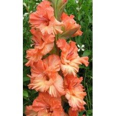 Гладиолус Харьков 10/12 3шт
