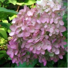 Гортензия Angels Blush C7,5