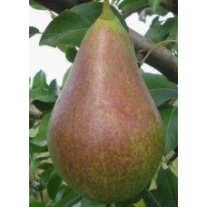Груша Аллегро (летний) ОКС