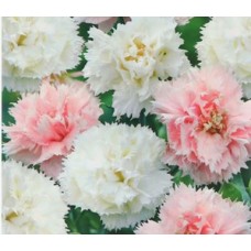 Гвоздика Шабо Дионис Аэлита Ц