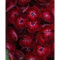 Гвоздика турецкая Бодештольц F1 карминно-розовая Аэлита Ц