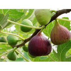 Инжир Тауро/ЦКор