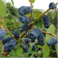 Жимолость Мальвина 1 год