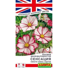 Космея Сенсация пикоти смесь Аэлита Ц