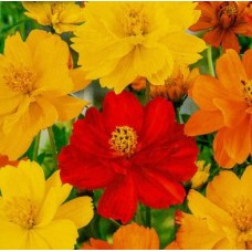 Космос Солнечные дали, смесь окрасок -0.3г