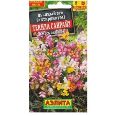 Львиный зев Текила санрайз Аэлита Ц