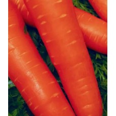 Морковь Королева осени 2г