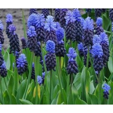 Мускари Широколистный 6-7/К 10шт