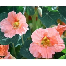 Настурция Бэби сэлмон Аэлита Ц