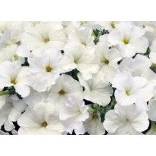 Петуния Изи вейв белая F1 7шт