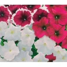 Петуния Старое бургундское F1 смесь окрасок 10шт
