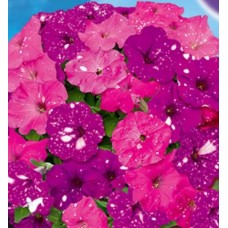 Петуния Звездное небо смесь Аэлита Ц