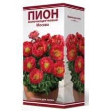 Пион гибридный Москва 2-3/Кор
