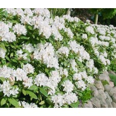 Рододендрон Cunninghams White с7.5