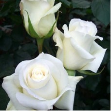 Роза чайно-гибридная Анастасия Садовита