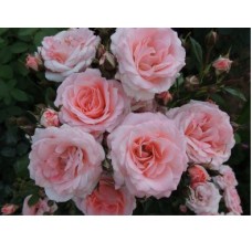 Роза спрей Лидия Садовита