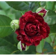 Роза спрей Рэд Сенсейшн Садовита