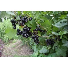 Смородина Селеченская (С5)