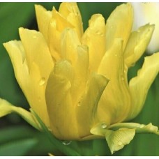 Тюльпан Йеллоу Спайдер 11/12 2шт