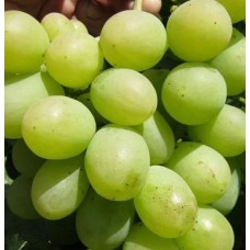 Виноград Алекса ранняя ранний Садовита