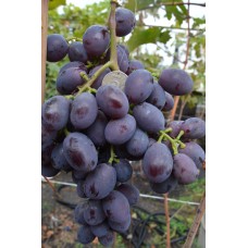 Виноград Алиса очень ранний Садовита