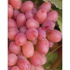 Виноград Багровый очень ранний Садовита