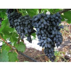 Виноград Чёрный палец кишмиш среднепоздний Садовита