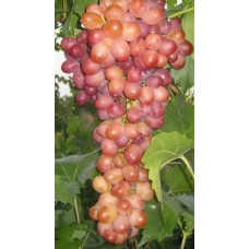 Виноград Геракл очень ранний Садовита