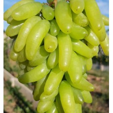 Виноград Ламборджини кишмиш средний Садовита