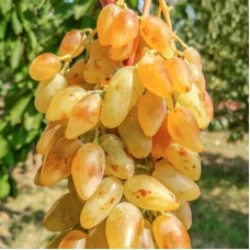 Виноград Леди Патриция средний Садовита