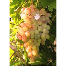 Виноград Находка кишмиш ранний Садовита