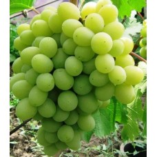 Виноград Памяти Шатилова ранний Садовита